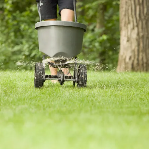 Person using a broadcast spreader to evenly distribute fertilizer on a green lawn near trees.