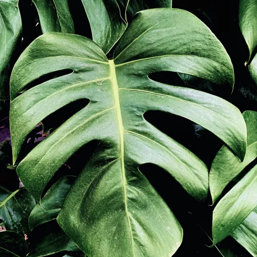 Close-up of large, green Monstera leaves with characteristic perforations and glossy texture.