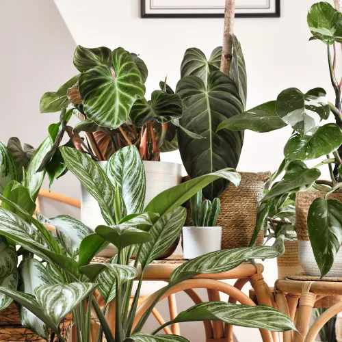 A variety of green houseplants in white and woven pots displayed on wooden furniture in a bright room