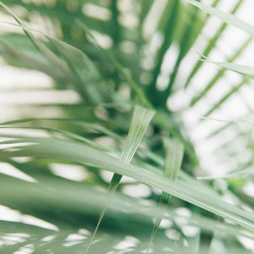 close up of grass