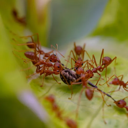 a close up of a bug