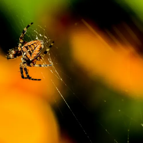 a spider on a web