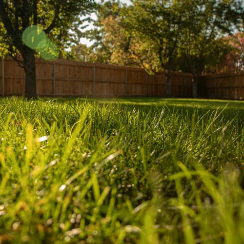 a grassy area with trees and a fence in the background