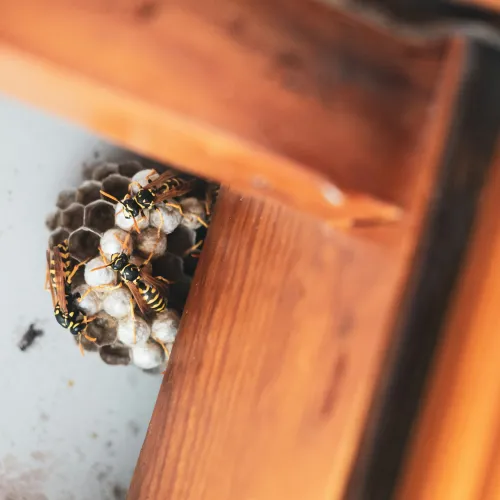 a bee hive in a wooden box
