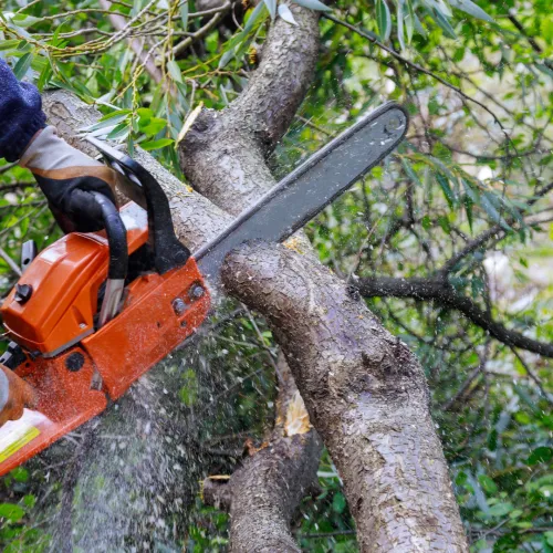 Person using an orange chainsaw to cut through a tree limb in a lush green environment.