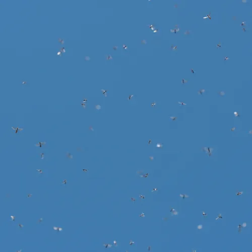 a group of birds flying in the sky