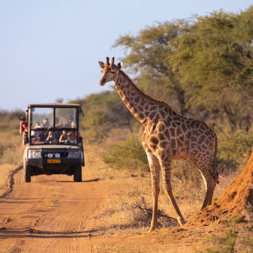 Giraffe standing near termite mound on dirt road with safari vehicle and tourists in African savannah.