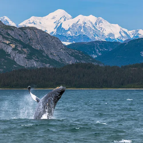 Humpback whale breaching in ocean with snow-capped mountains and forested coastline in background under clear sky