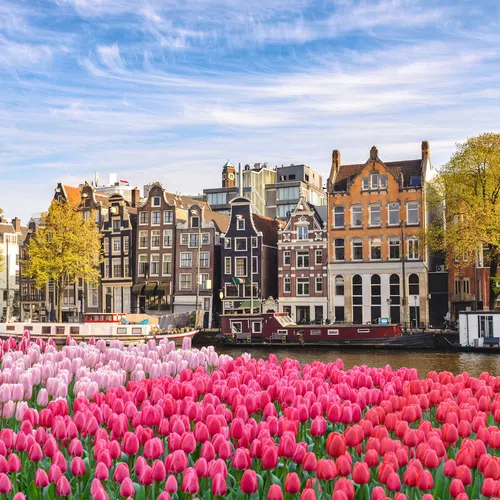 Pink and red tulip field by canal with traditional Amsterdam houses and blue sky in the background