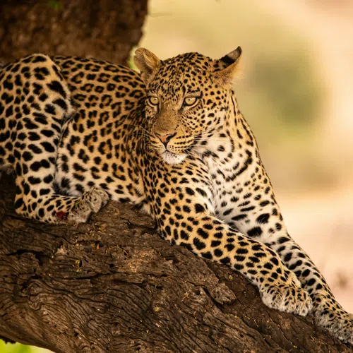 Leopard with spotted fur lounging on a tree branch in natural habitat with soft background lighting