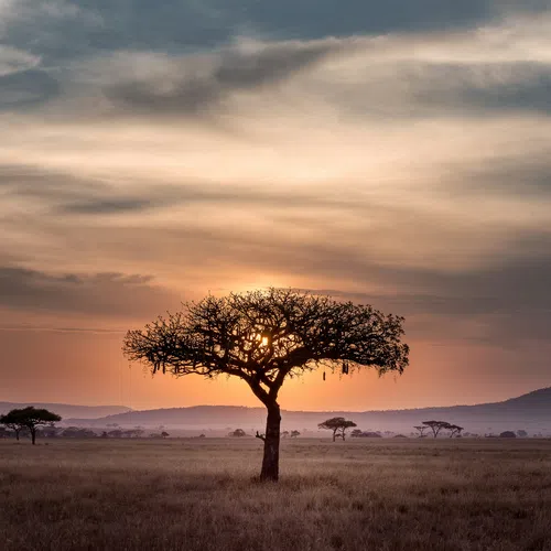 Acacia tree silhouette at sunset in the African savannah with distant hills and cloudy sky.