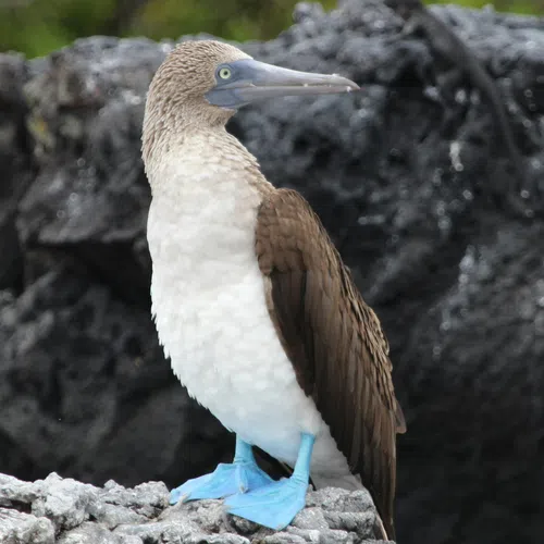 Blue-footed booby bird with striking blue feet perched on rocky shore with dark volcanic rocks background in the Galapagos