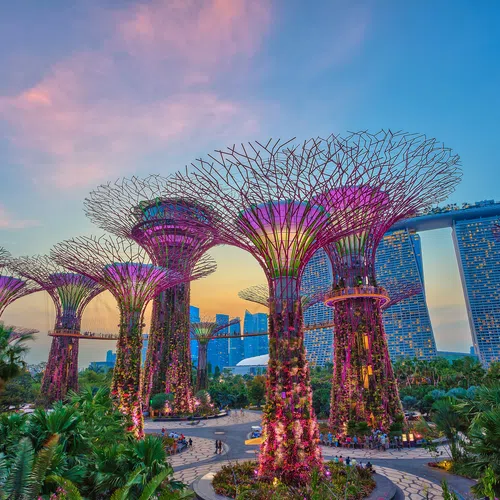 Supertree structures glowing with purple lights at Gardens by the Bay with Marina Bay Sands in the background at sunset.