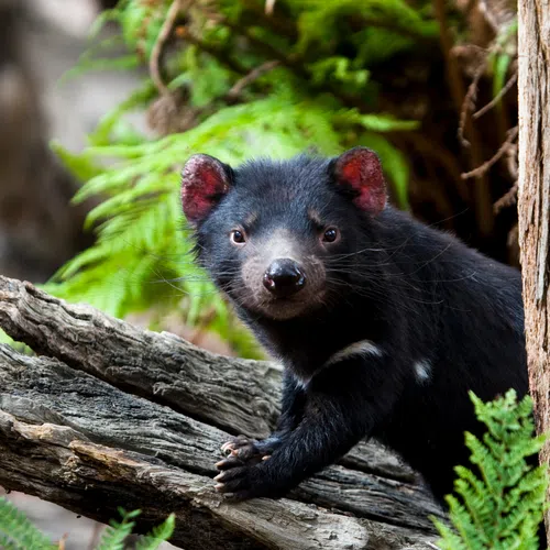 Tasmanian devil with black fur and red ears resting on a log amidst green foliage in its natural forest habitat