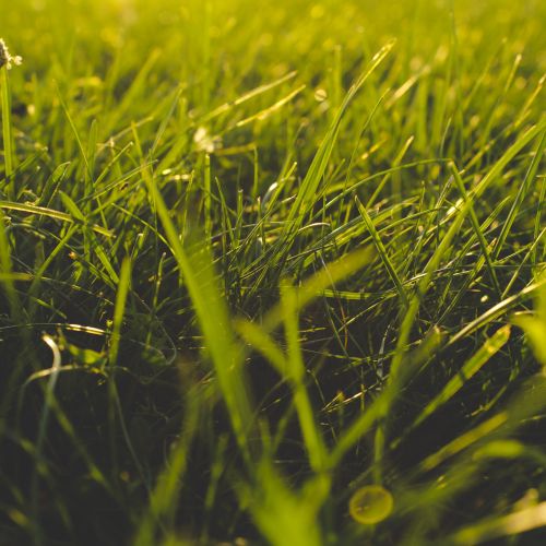 close up of grass