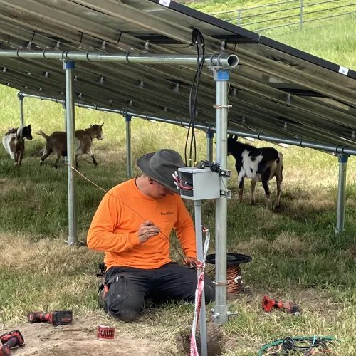 a man squatting in front of a group of cows