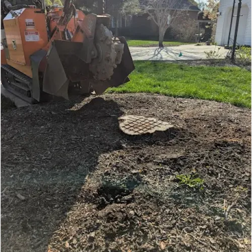 Tree stump grinding in a residential yard with stump grinder and mulch on soil under bright sunlight.