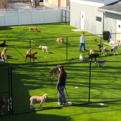 dog kennel with artificial grass