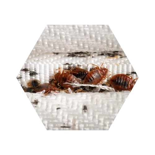 Close-up of bed bugs infesting a white woven fabric surface, showing multiple reddish-brown insects and debris.