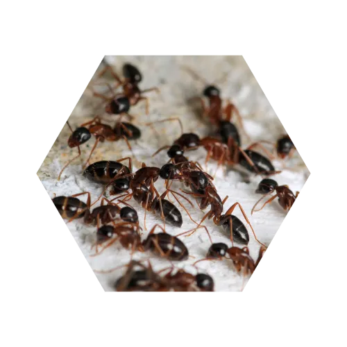 Close-up of a group of red and black ants crawling on a white textured surface.
