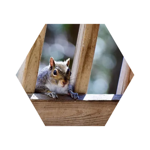 Curious squirrel peeking through wooden fence slats with blurred natural background and soft lighting