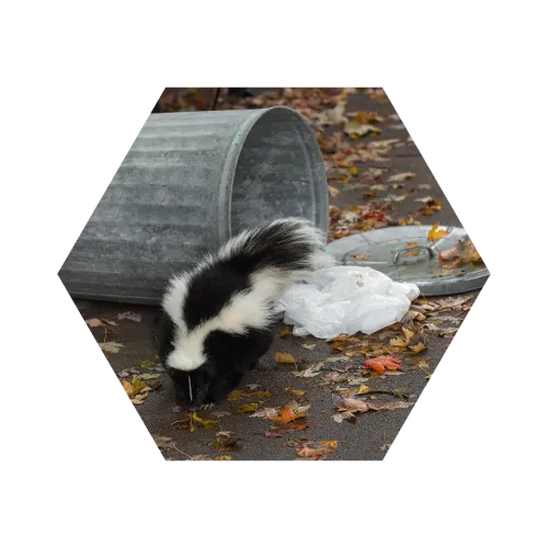 Skunk rummaging near a tipped-over metal trash can with fallen autumn leaves on the ground.