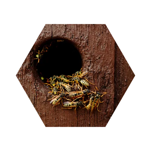 Close-up of yellow jackets entering and exiting a wooden hive hole on a textured surface.