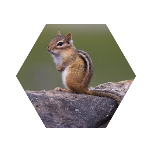 Small chipmunk sitting on a rock with a blurred green background in a hexagonal frame.