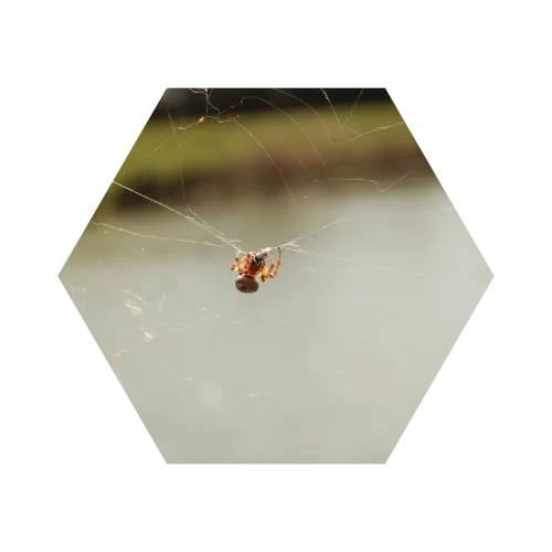 Small spider hanging on its delicate web with a blurred natural background in hexagonal frame