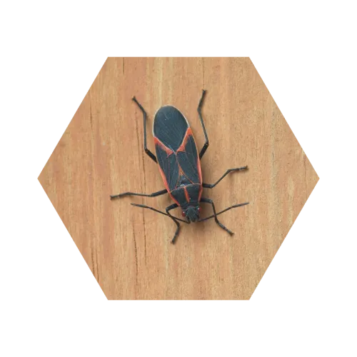 Black and red insect with geometric wing patterns resting on wooden surface close-up