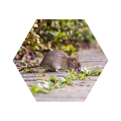 Brown rat foraging on a concrete path with green plants and blurred foliage background.