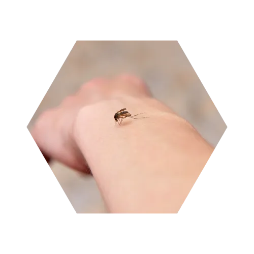 Close-up of a mosquito biting human skin on an arm against a blurred background
