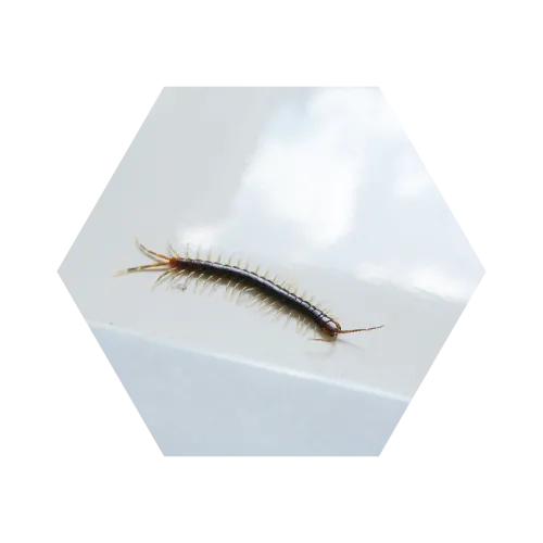 Close-up of a centipede with many legs crawling on a white, glossy surface under natural light.