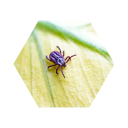 Close-up of a small brown tick on a yellow and green leaf surface in natural light.