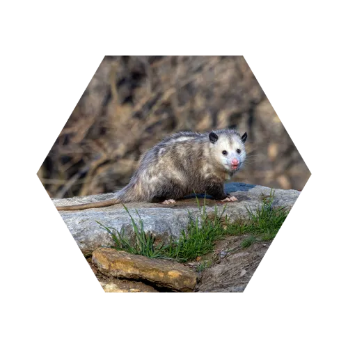 Wild opossum with gray and white fur standing on a stone with grass and blurred forest background.