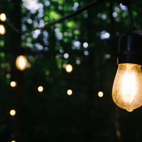 a light from a tree