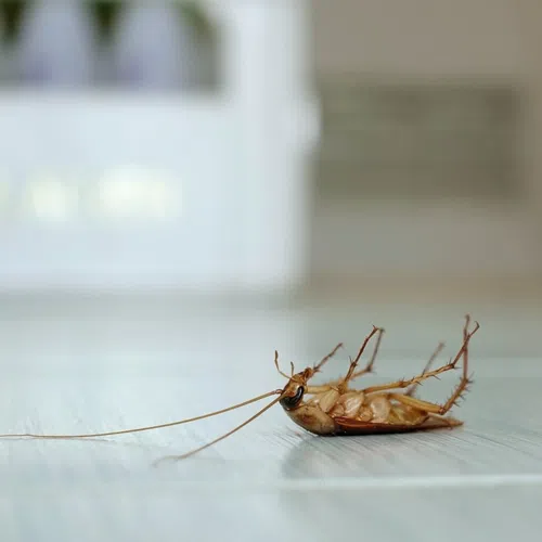Close-up of a dead cockroach lying on its back on a tiled floor in a home setting