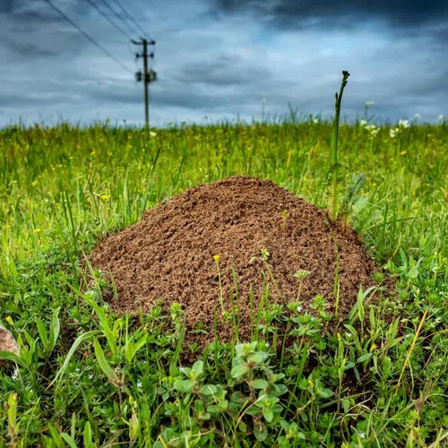 Close-up of a termite mound surrounded by green grass under a cloudy sky in a rural landscape.