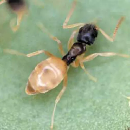Close-up of a small ant with a light brown abdomen and dark head walking on a green leaf surface.