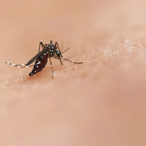 Close-up of a mosquito biting human skin with focus on the insect's body and legs.
