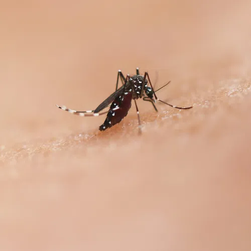 Close-up of a mosquito biting human skin with focus on the insect's body and legs.