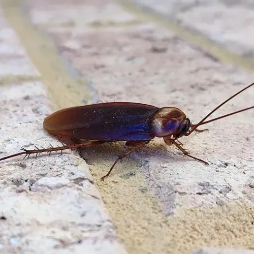 Close-up of a brown cockroach on a textured beige tiled surface with long antennae.