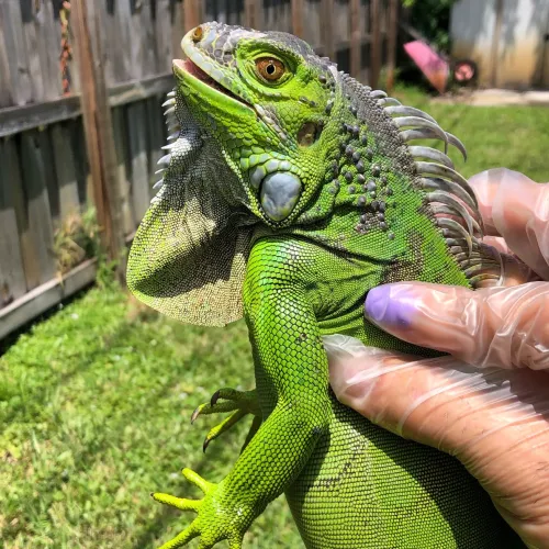 Close-up of a bright green iguana being held by a person wearing transparent gloves outdoors.