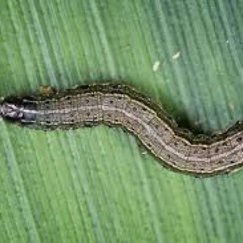 Close-up of a brown caterpillar with striped patterns on a green leaf background.