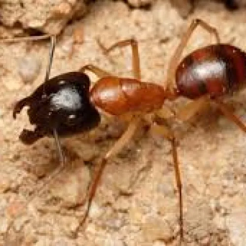 Close-up of a black and red ant walking on textured sandy ground in natural light.