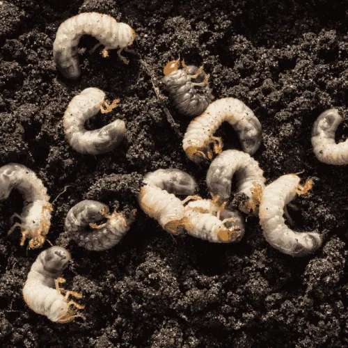 Close-up of white grub larvae on dark soil surface, highlighting soft bodies and segmented legs in natural environment.