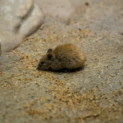 A small brown mouse with fluffy fur on a rough surface covered in scattered grains next to stones.
