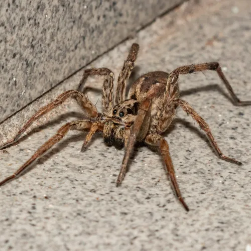 Close-up of a brown wolf spider on a textured gray stone surface near a corner.