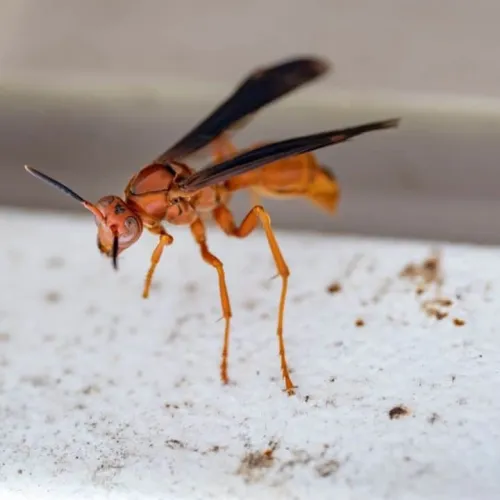 Close-up of an orange wasp with transparent wings on a white surface with dirt marks.