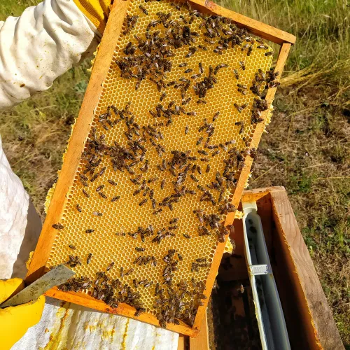 Beekeeper in yellow gloves holding a honeycomb frame with bees in a sunny grassy field.
